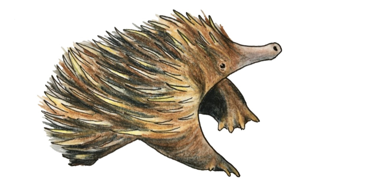 Illustration of a puggle, a baby echidna