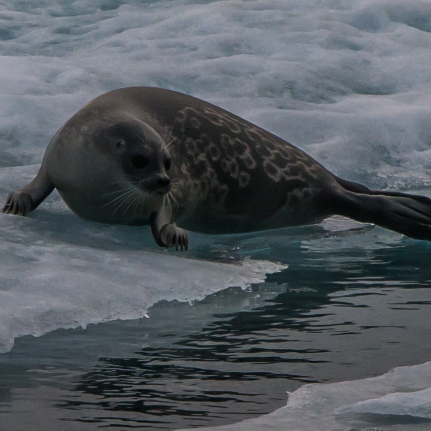 Ringed seal on ice