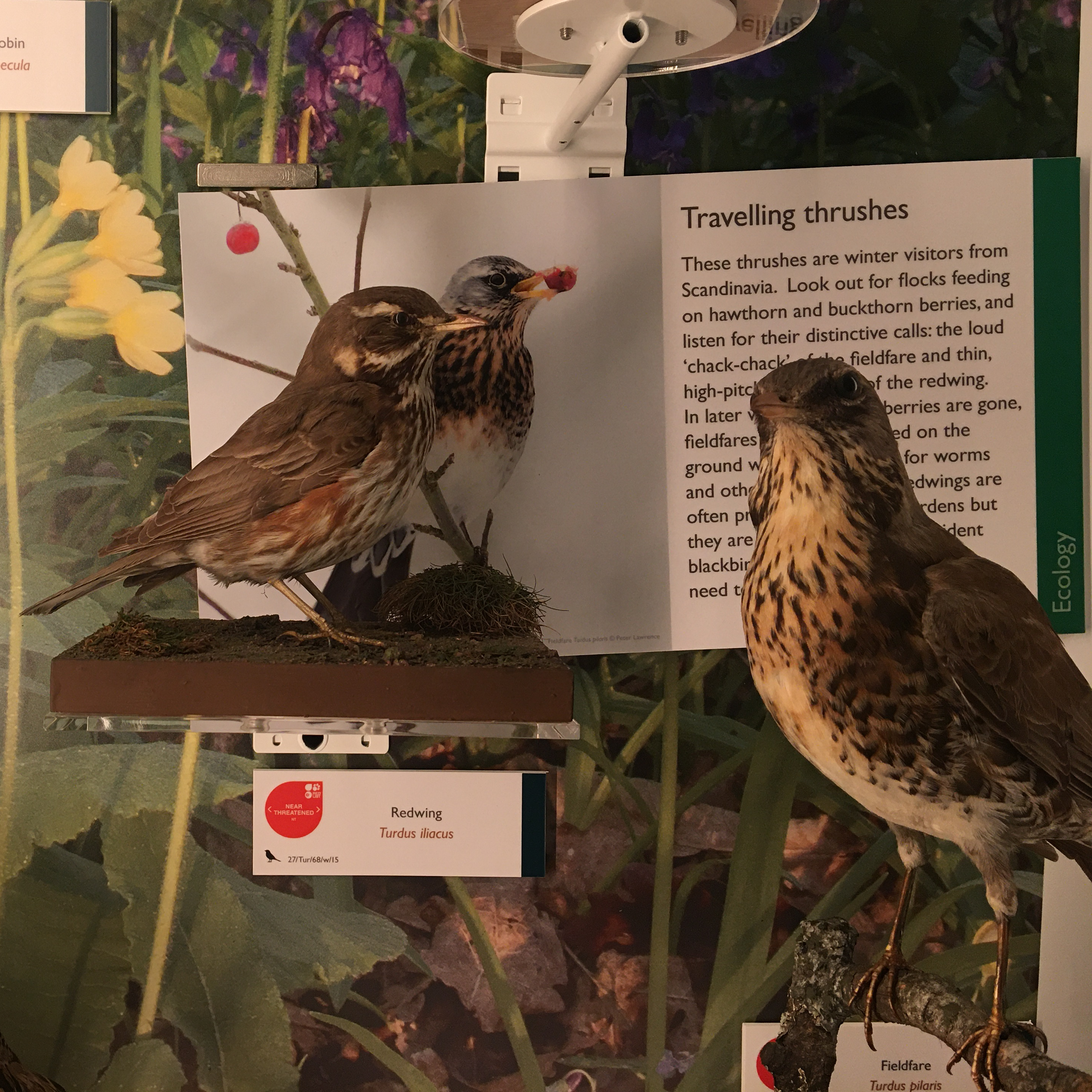 Redwing and Fieldfare specimens on display in the Museum of Zoology
