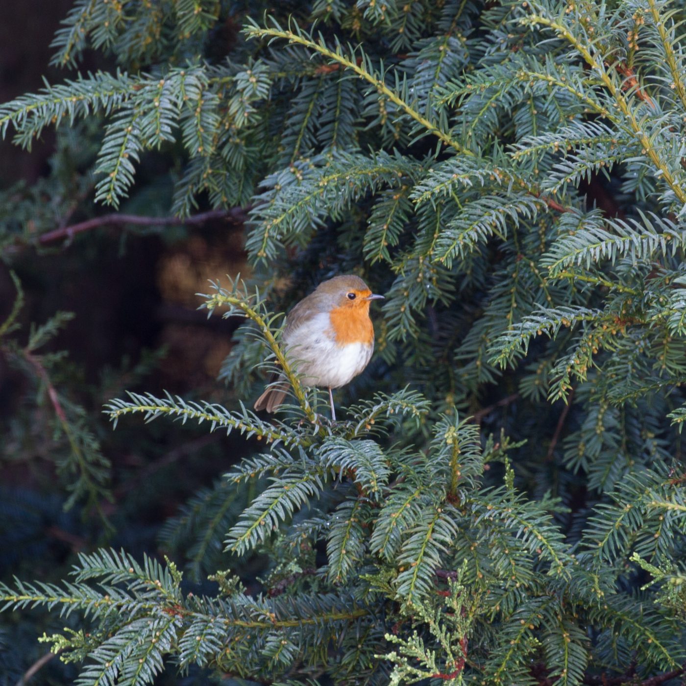 12 Days of Winter Wildlife: Active Insects β Museum of Zoology Blog