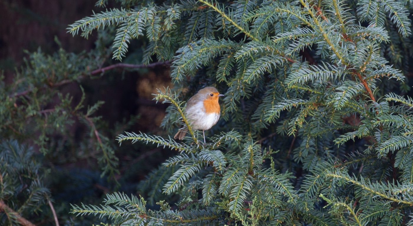 Photograph of a robin in a yew tree