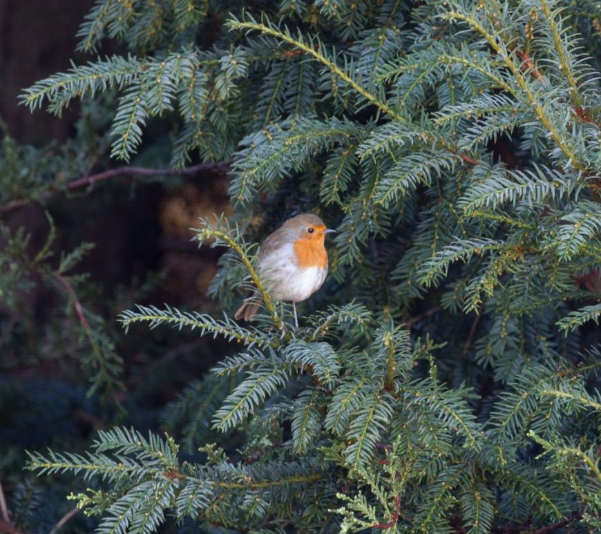 Photograph of a robin in a yew tree