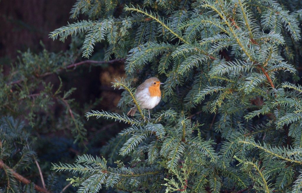 Photograph of a robin in a yew tree