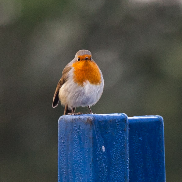 Robin on a blue post