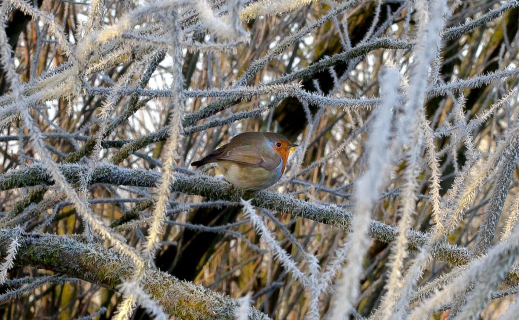 Robin on the frosted branches of a willow