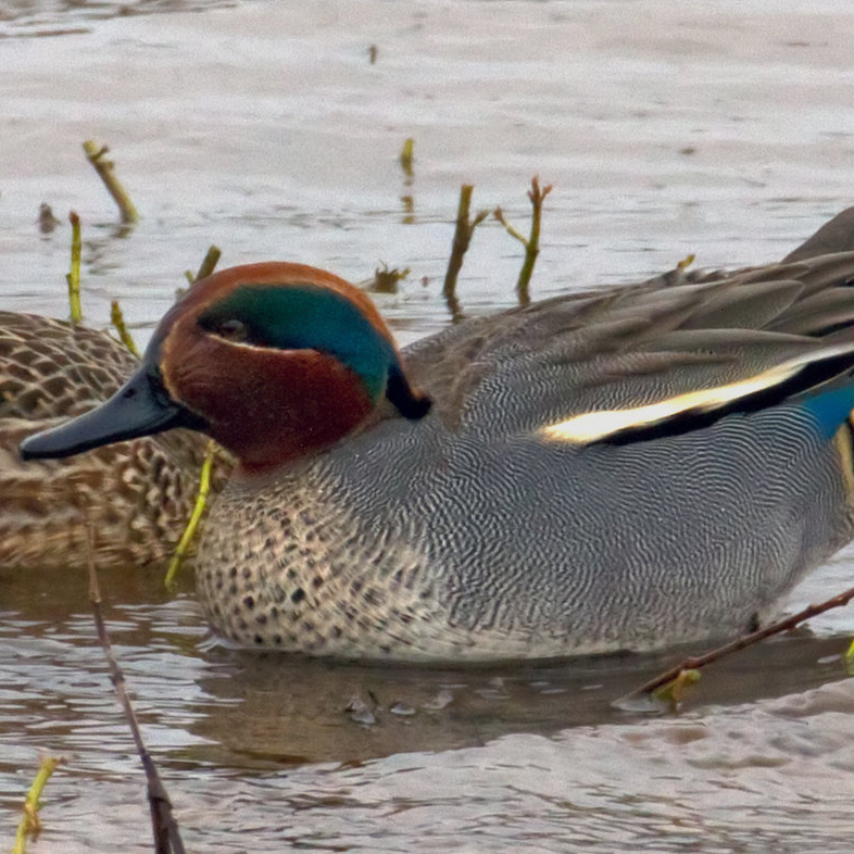 Male teal duck on the water