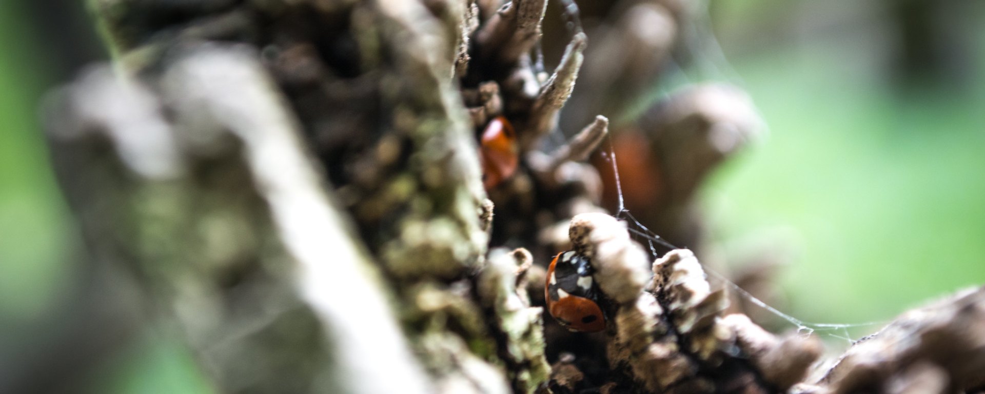 Ladybirds in the crevices of a branch