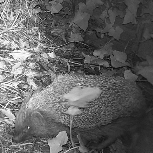 Black and white image of a hedgehog foraging