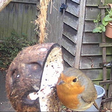 Robin feeding on a fat block
