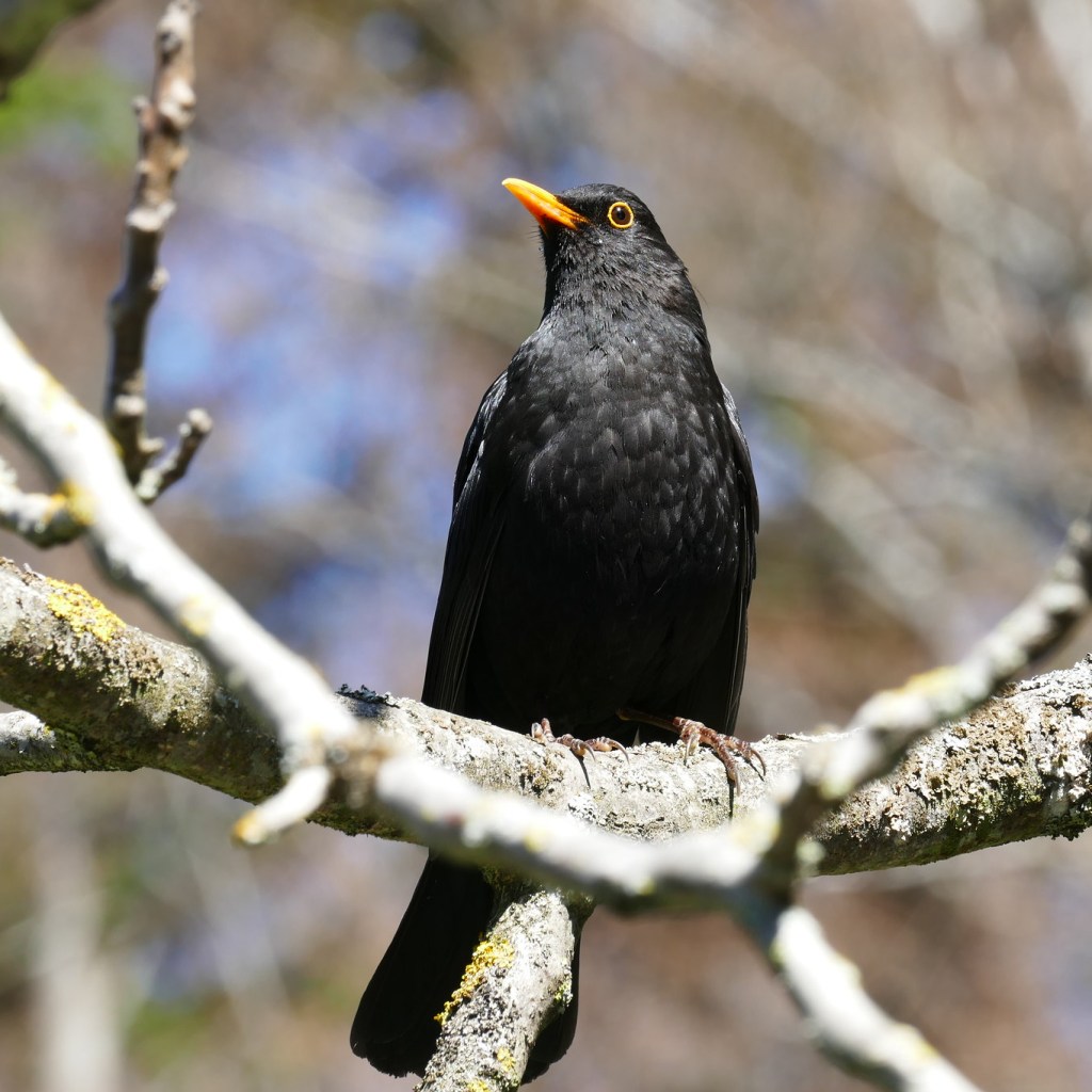 Blackbird on a bare branch