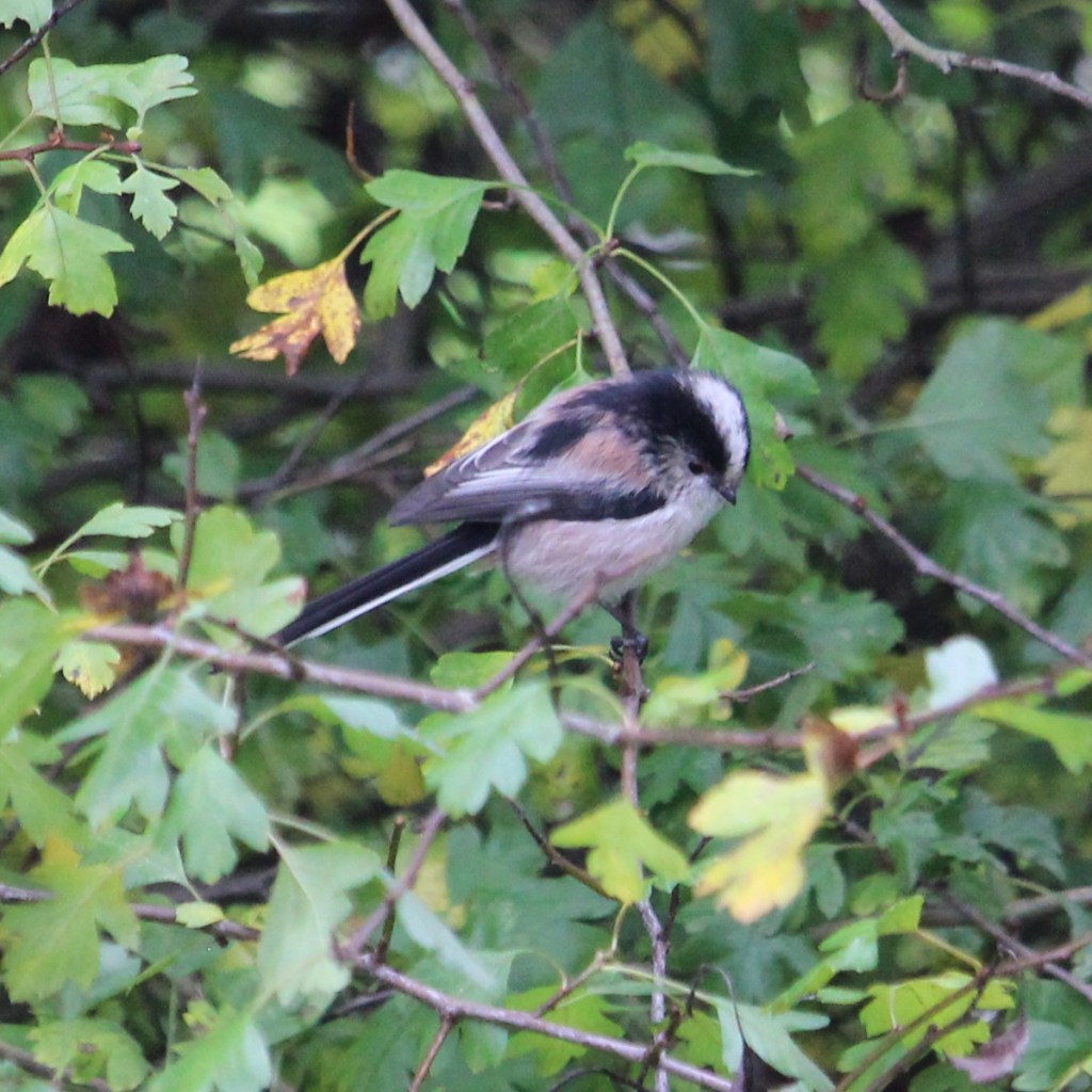 Long-tailed tit in hawthorn