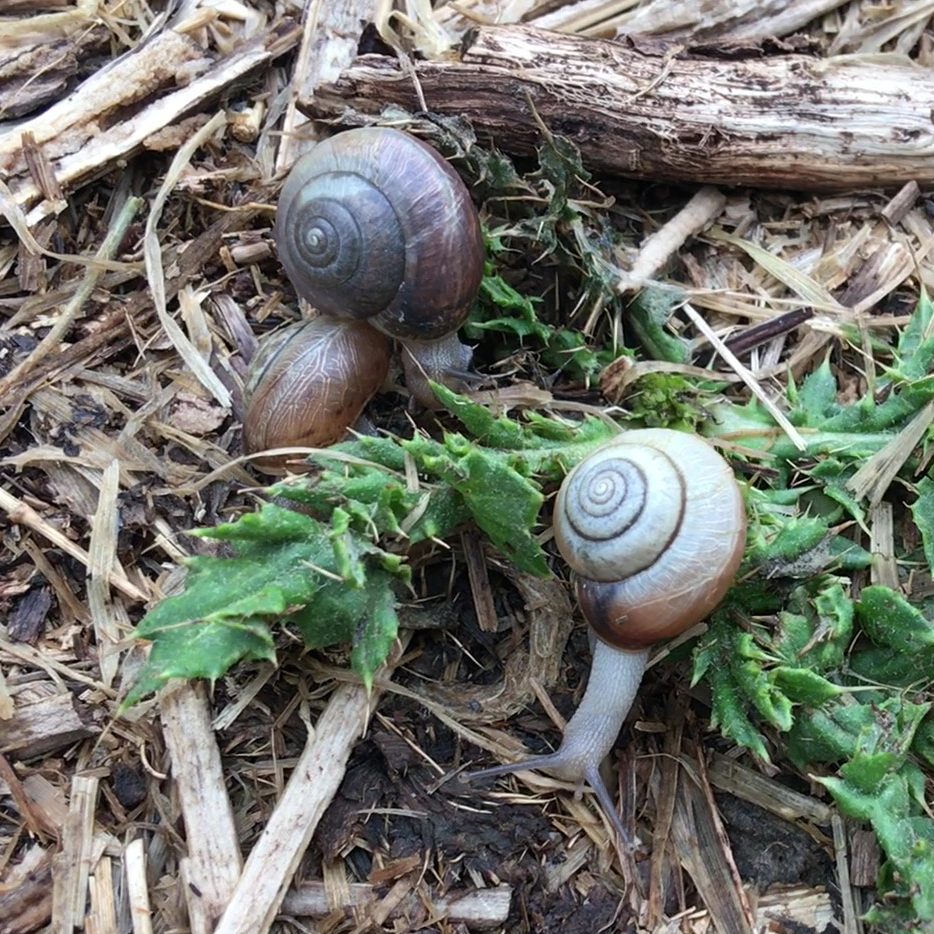 Snails on leaf litter