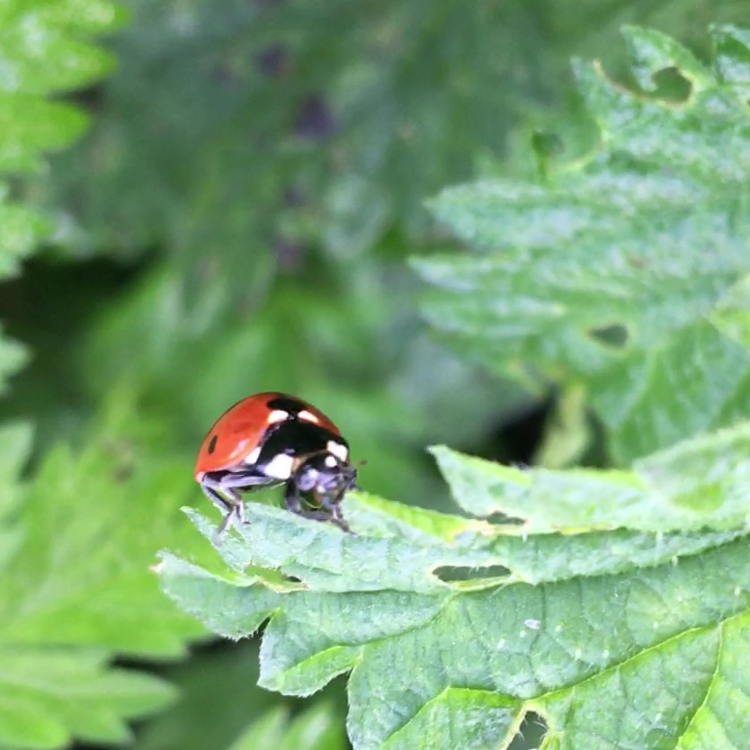 Ladybird on a leaf
