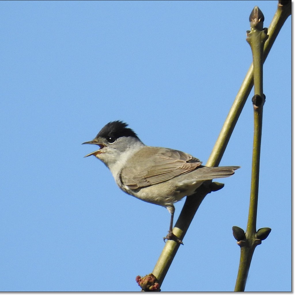Male blackcap on a branch