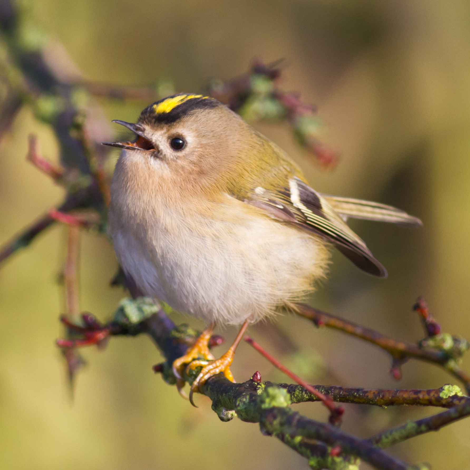 Goldcrest perched on a branch
