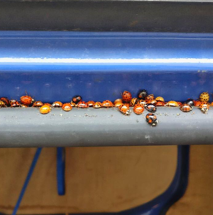 Ladybirds huddling together on a van