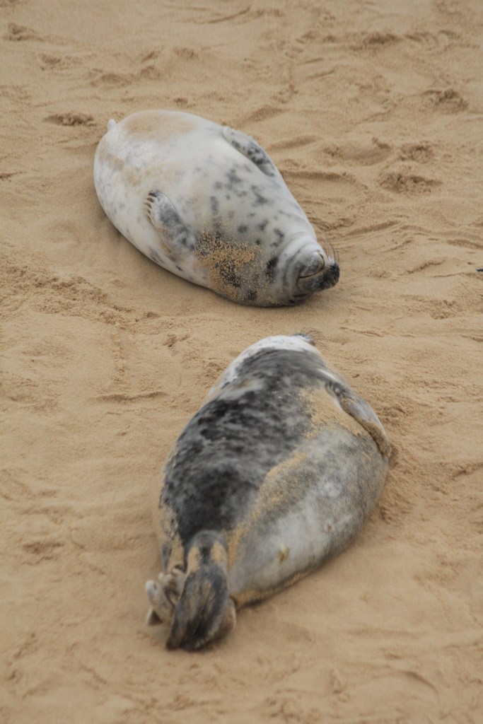 two grey seal pups (c) Andrew Bladon