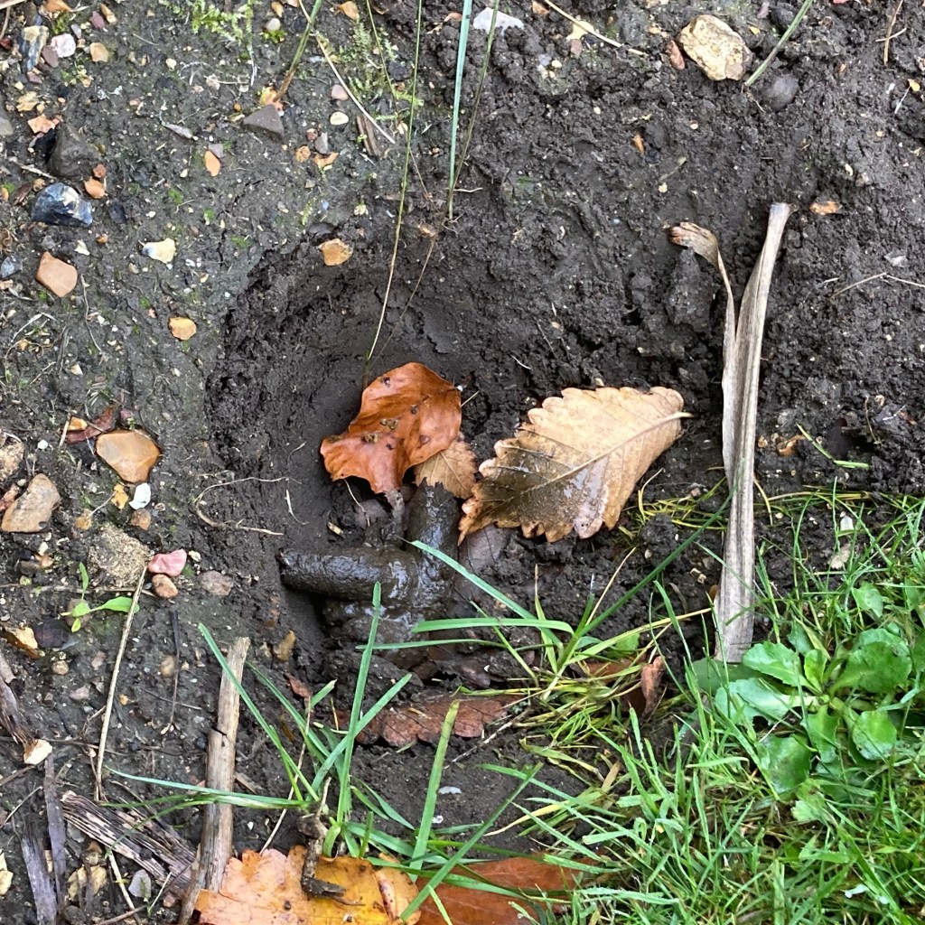 Badger droppings in a latrine