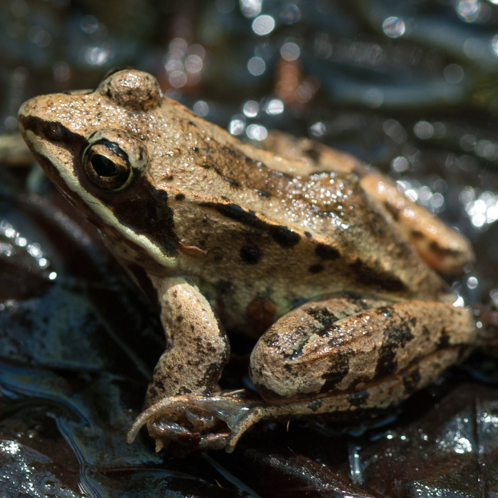 North American Wood Frog