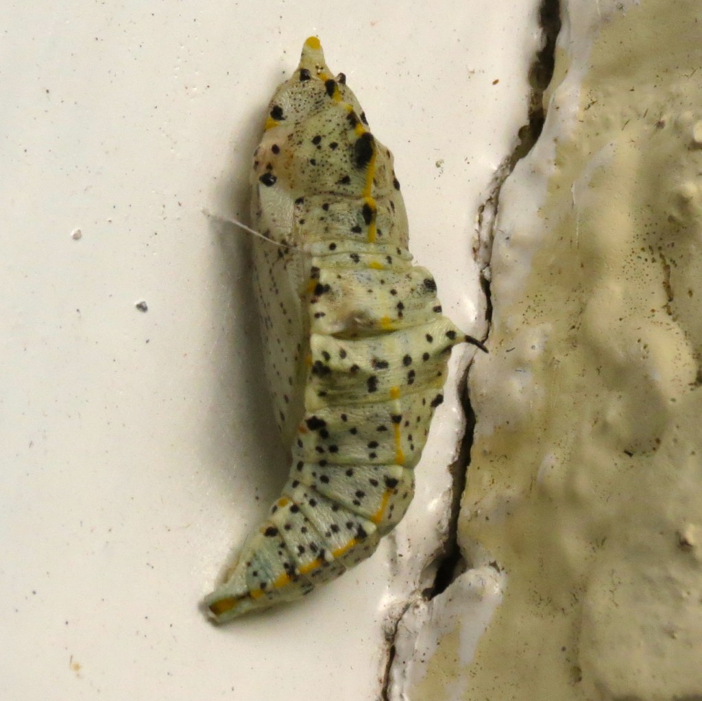 Large white butterfly pupa on a pale wall