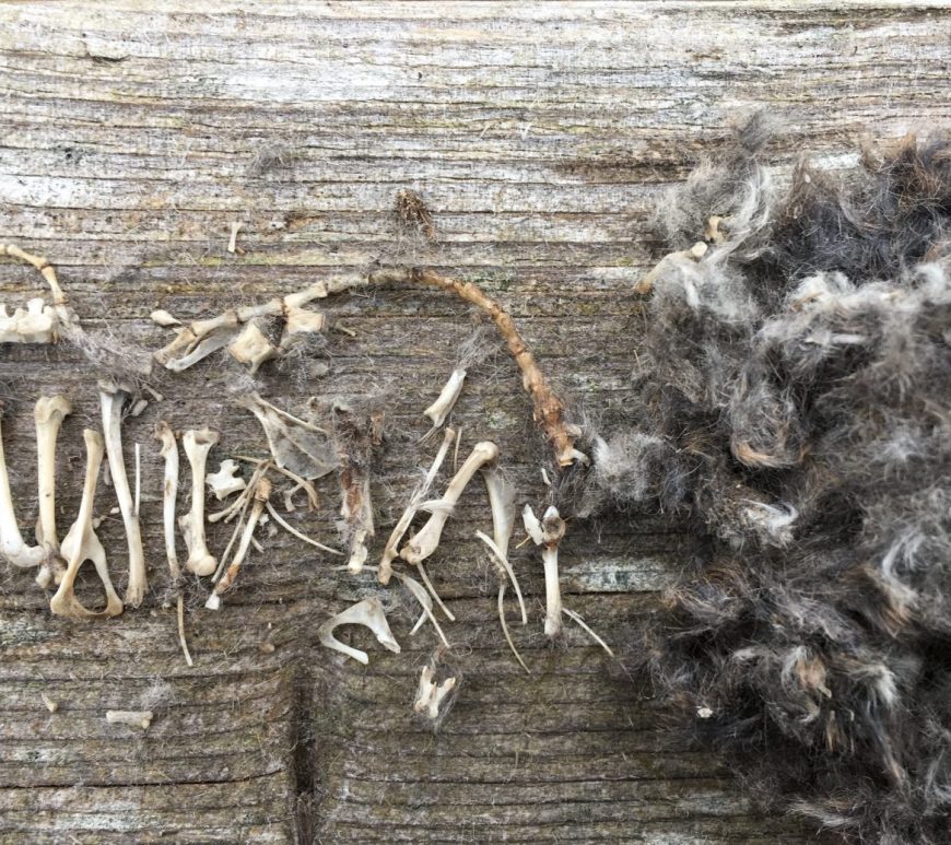 Owl pellet dissected to show the bones and fur of its prey