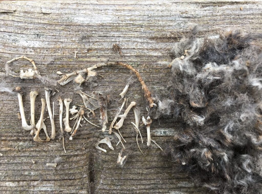 Owl pellet dissected to show the bones and fur of its prey