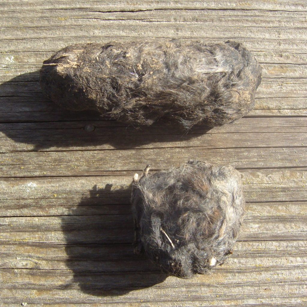 Pair of owl pellets