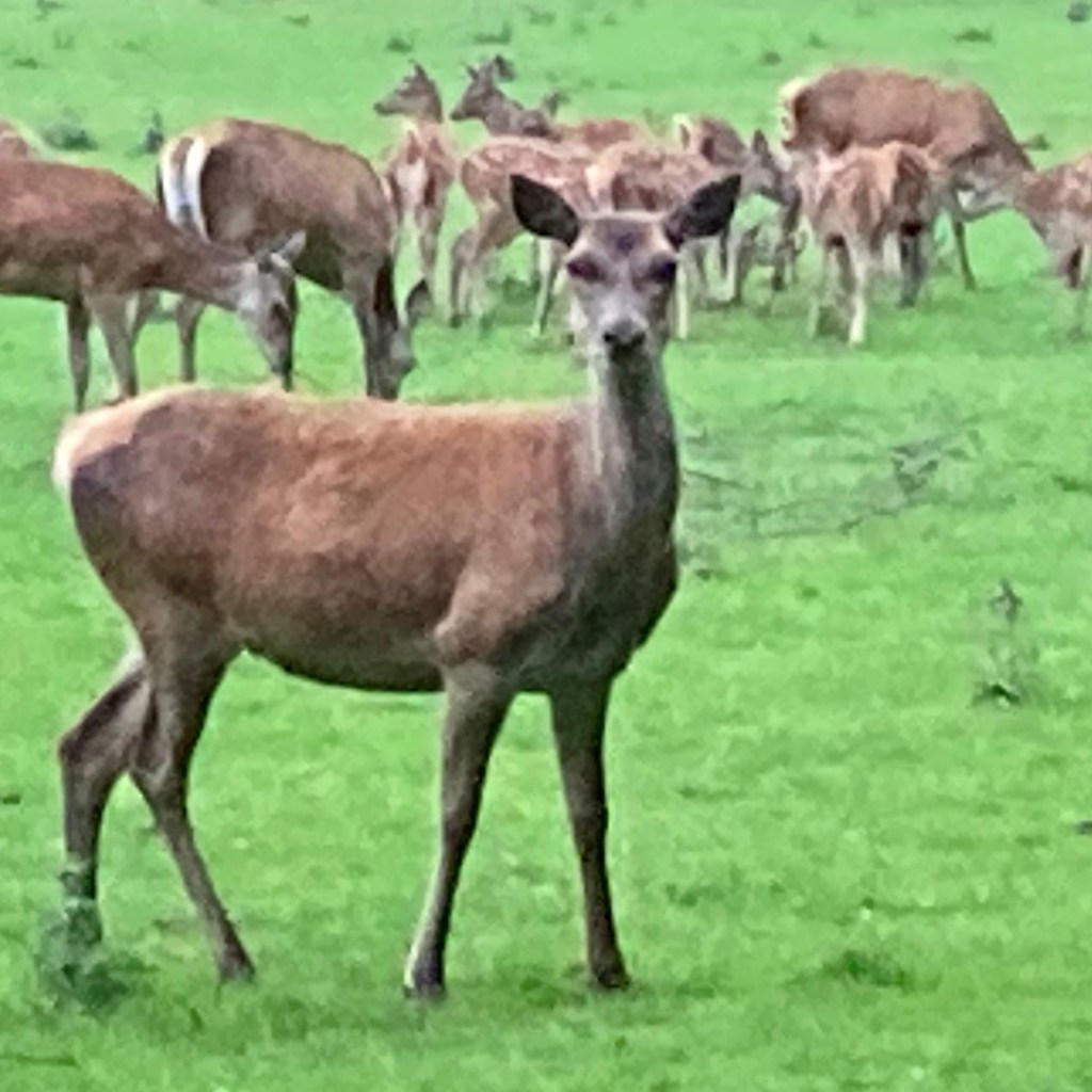 Red deer in a field