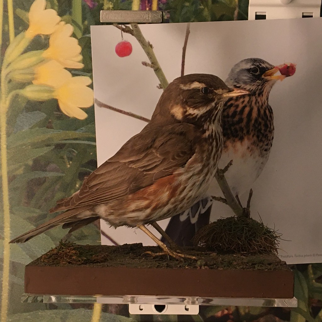 Redwing specimen in the Museum of Zoology