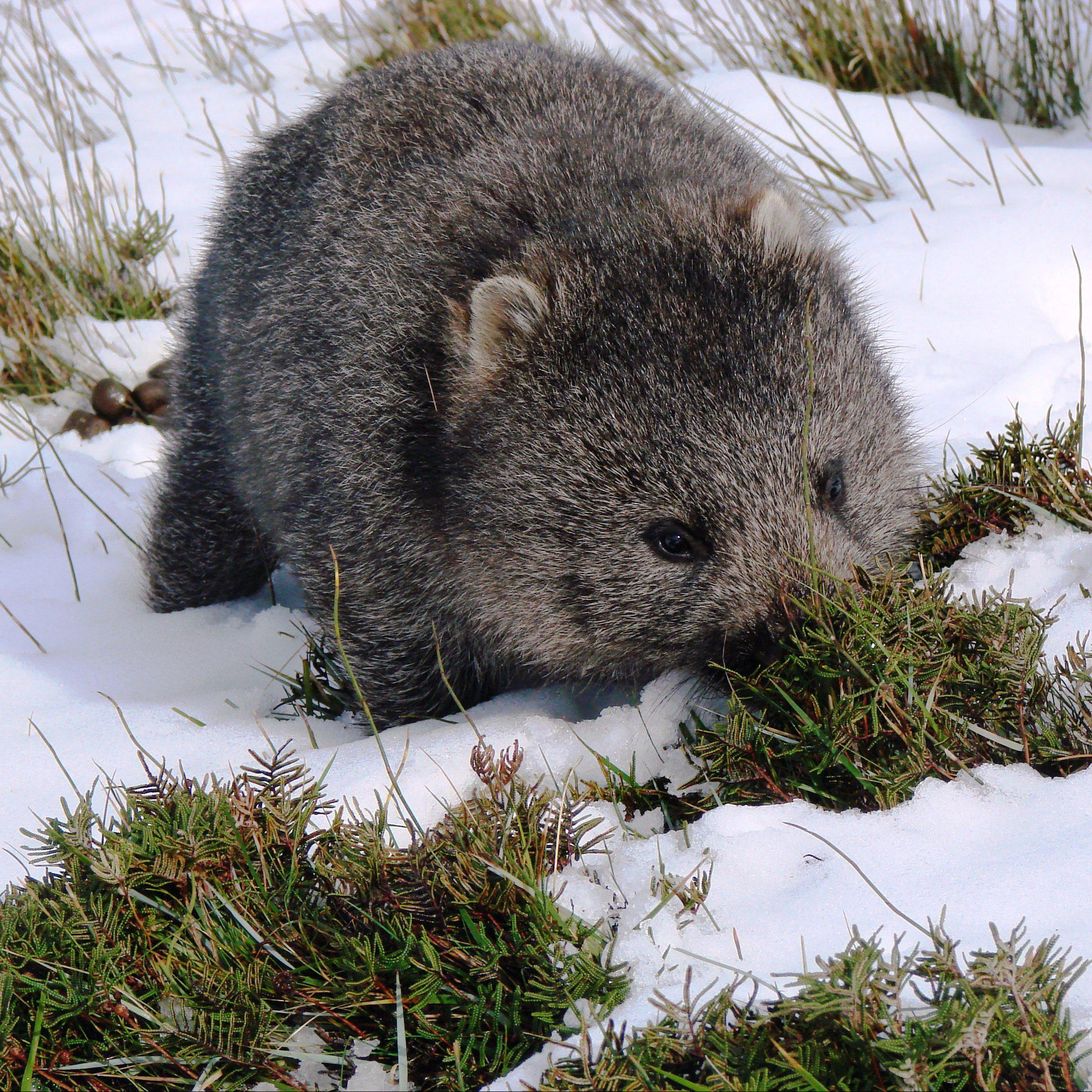 Wombat feeding