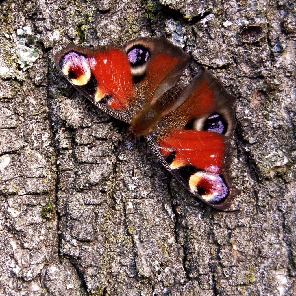 Peacock butterfly on tree bark