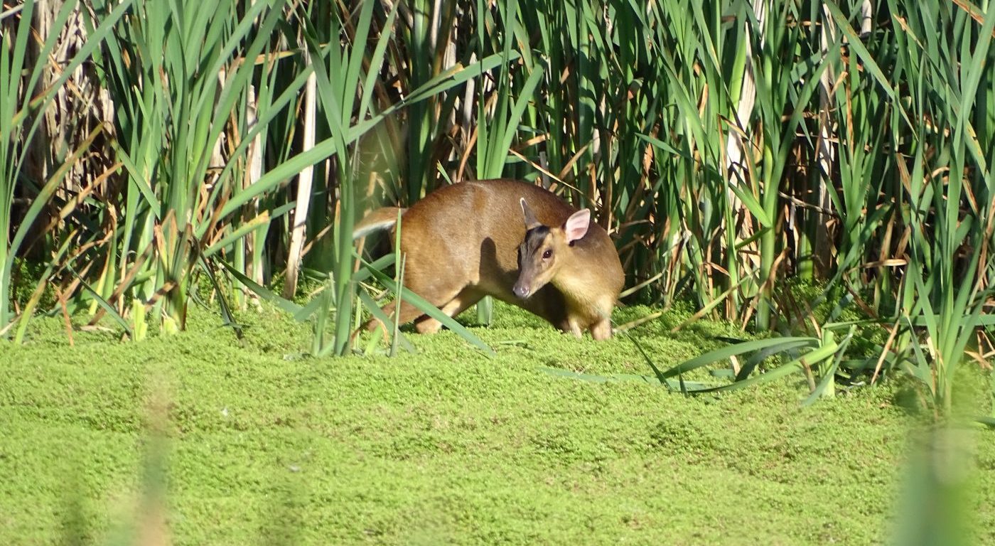 A muntjac in the receding water