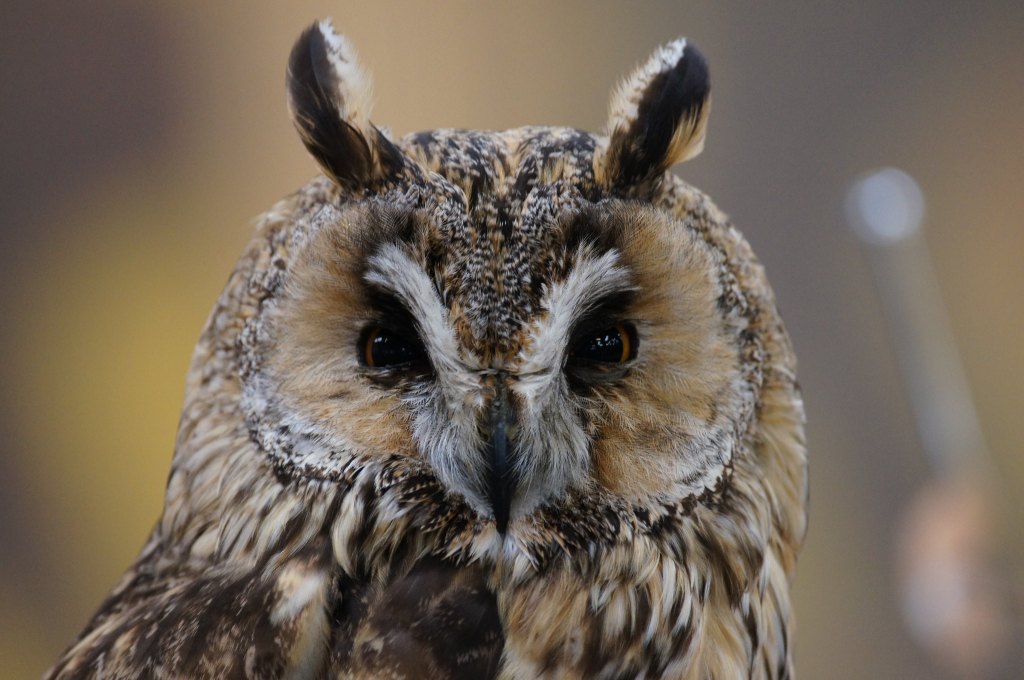 Portrait of a long-eared owl