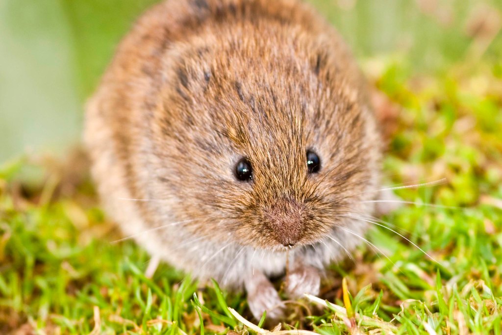 Field vole
