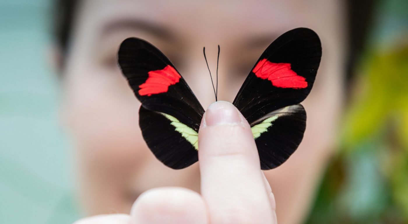 Heliconius butterfly