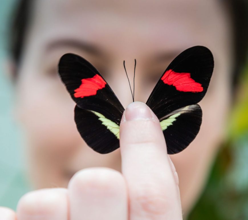 Heliconius butterfly
