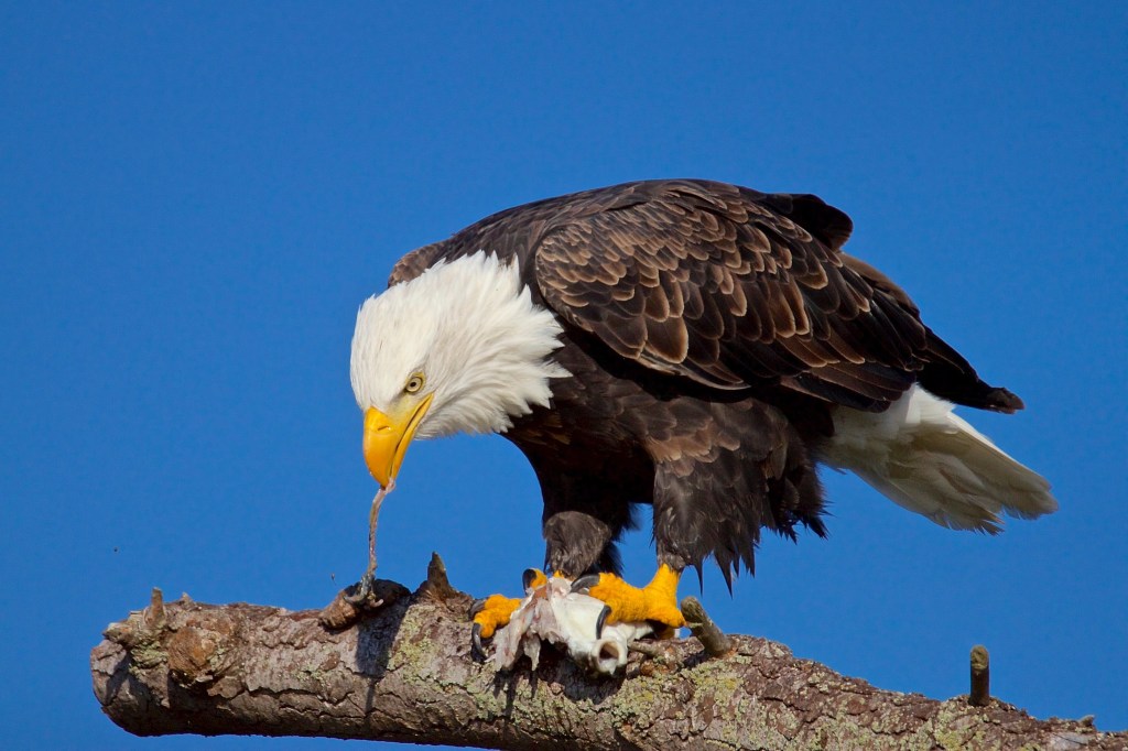 Bald eagle feeding on a fish