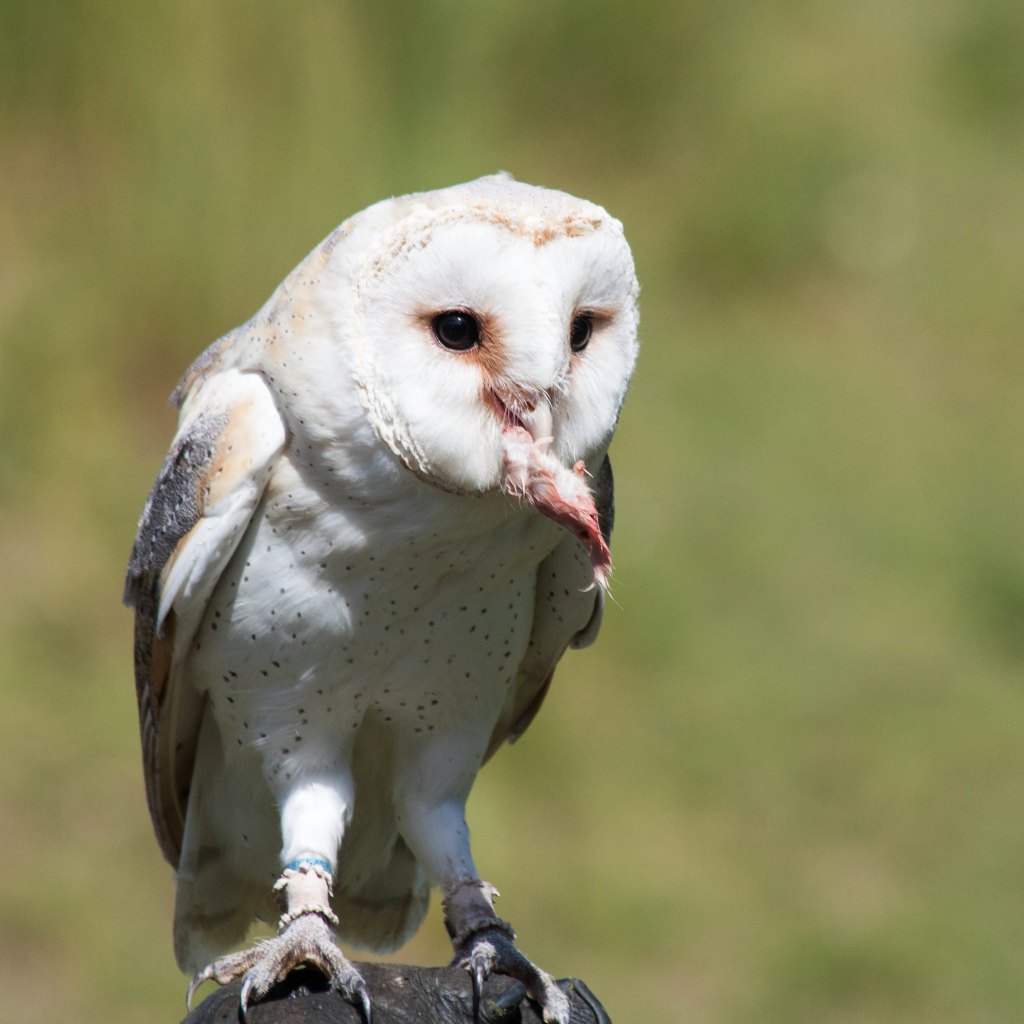 Barn owl feeding