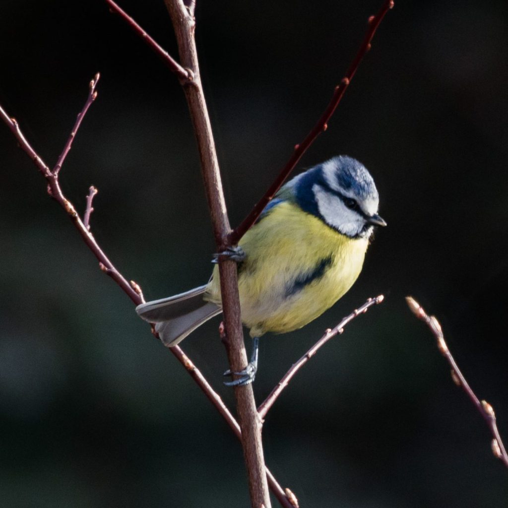Blue tit perched on a branch