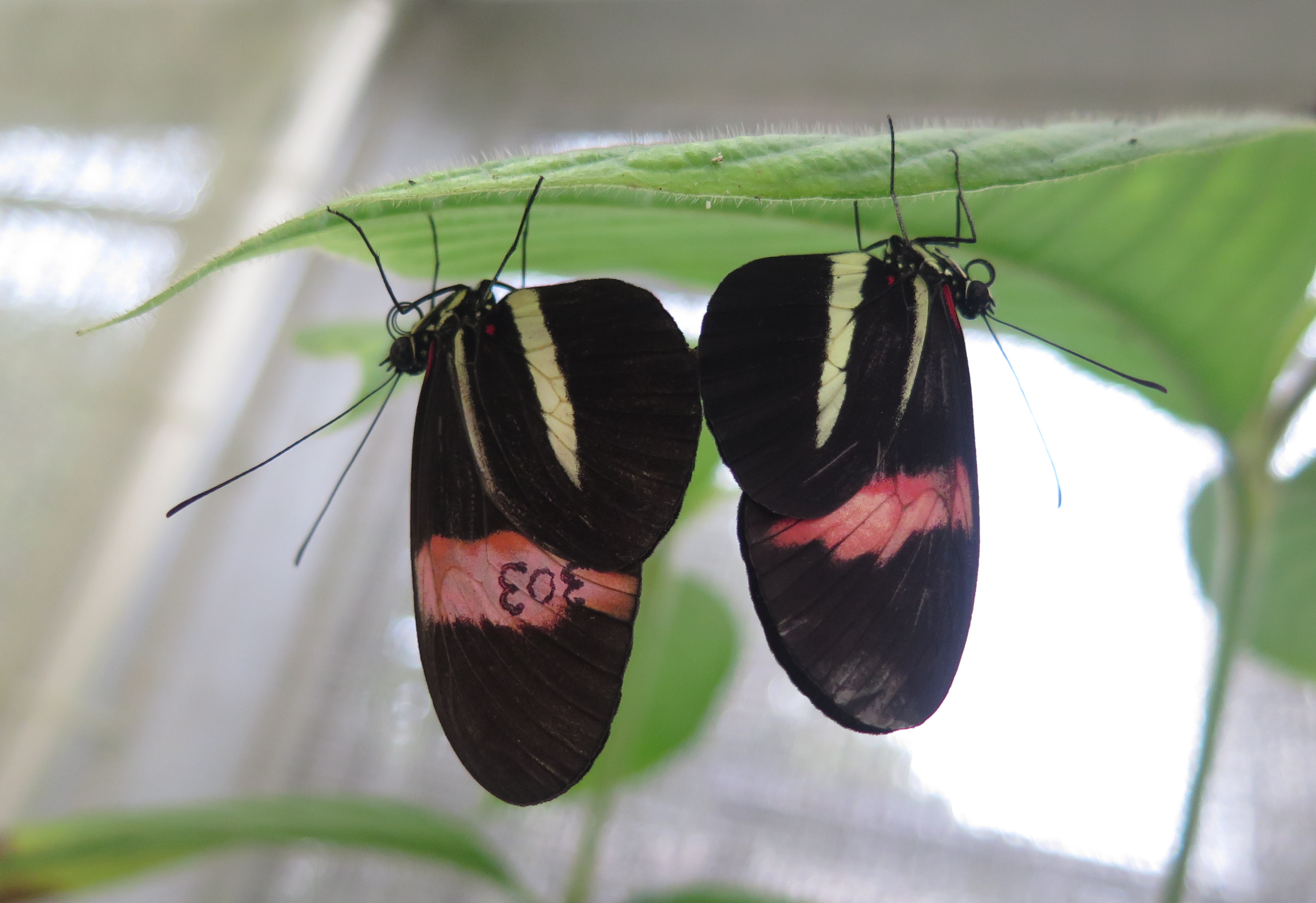 Pair of heliconius butterflies