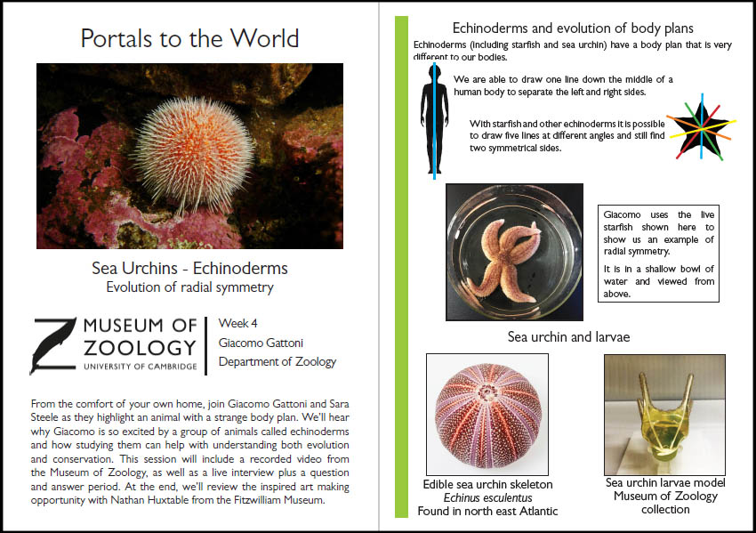 Preview of handout to accompany echinoderm video
