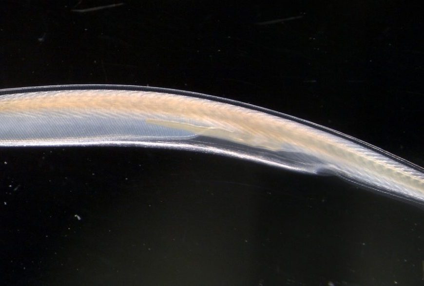 Amphioxus against a black background