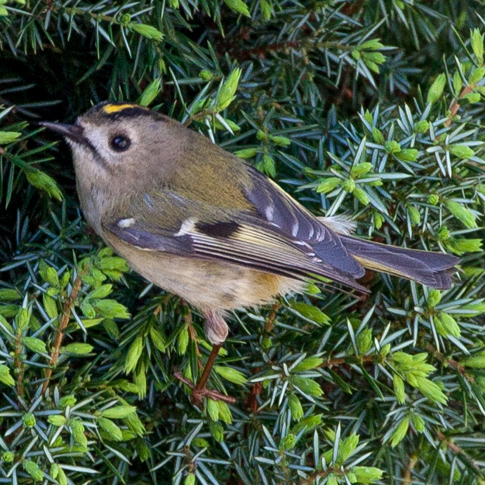 Goldcrest