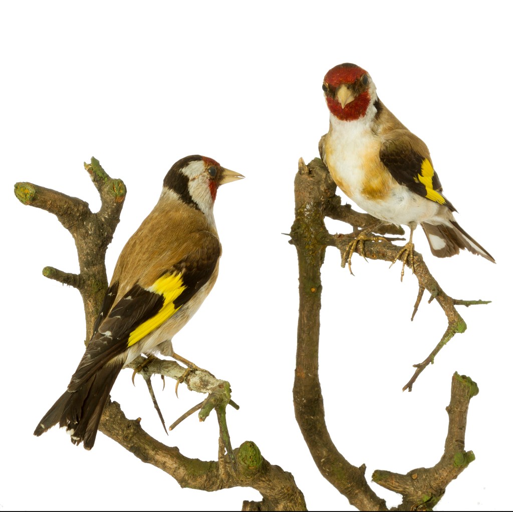 Pair of goldfinch specimens