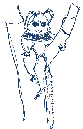 Southern lesser galago illustration by Gus age 10