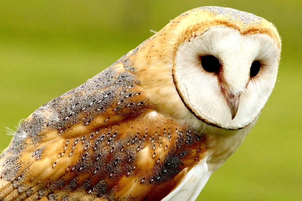 Portrait of a barn owl