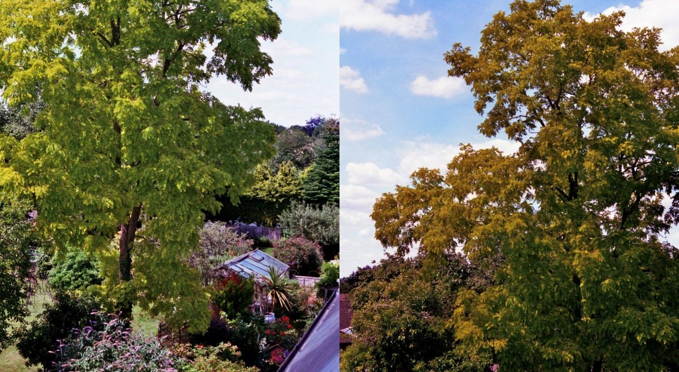 Black locust tree in summer and autumn