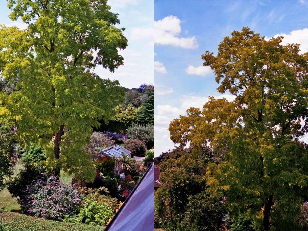 Black locust tree in summer and autumn