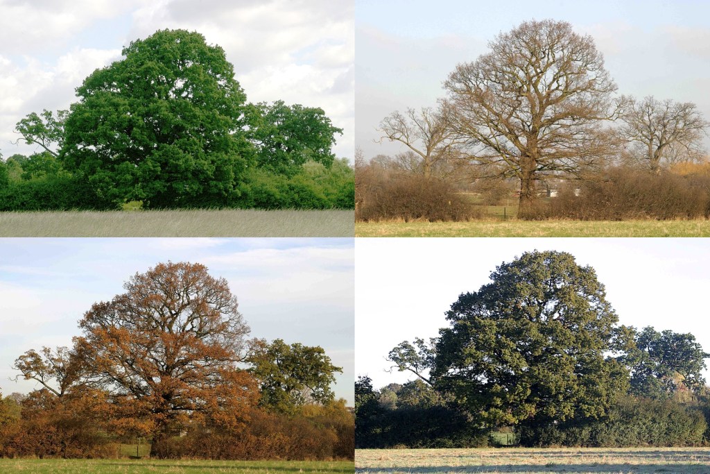 An oak tree through the seasons