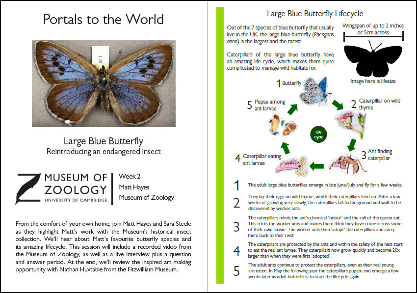 Preview of handout to accompany large blue butterfly video